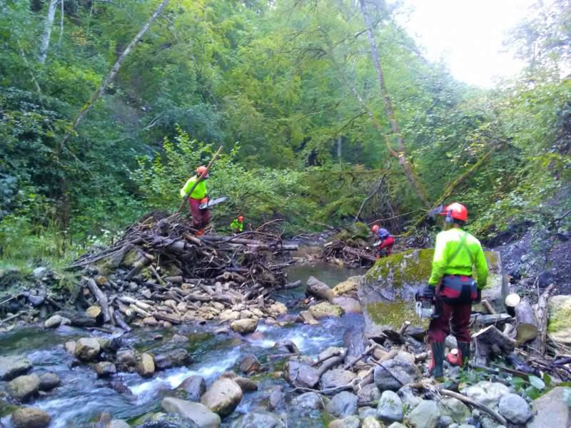 Boisements de berges et invasives