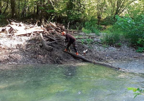 Travaux évacuation de boisements