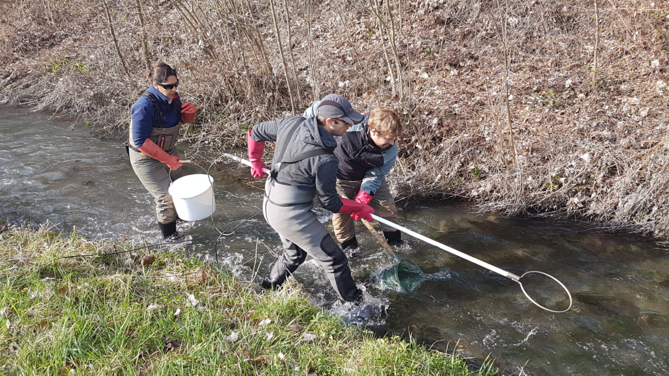 Pêche électrique Canal Lallier