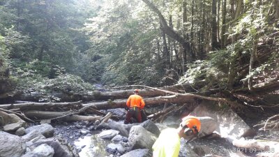 Un entretien nécessaire des boisements de berges