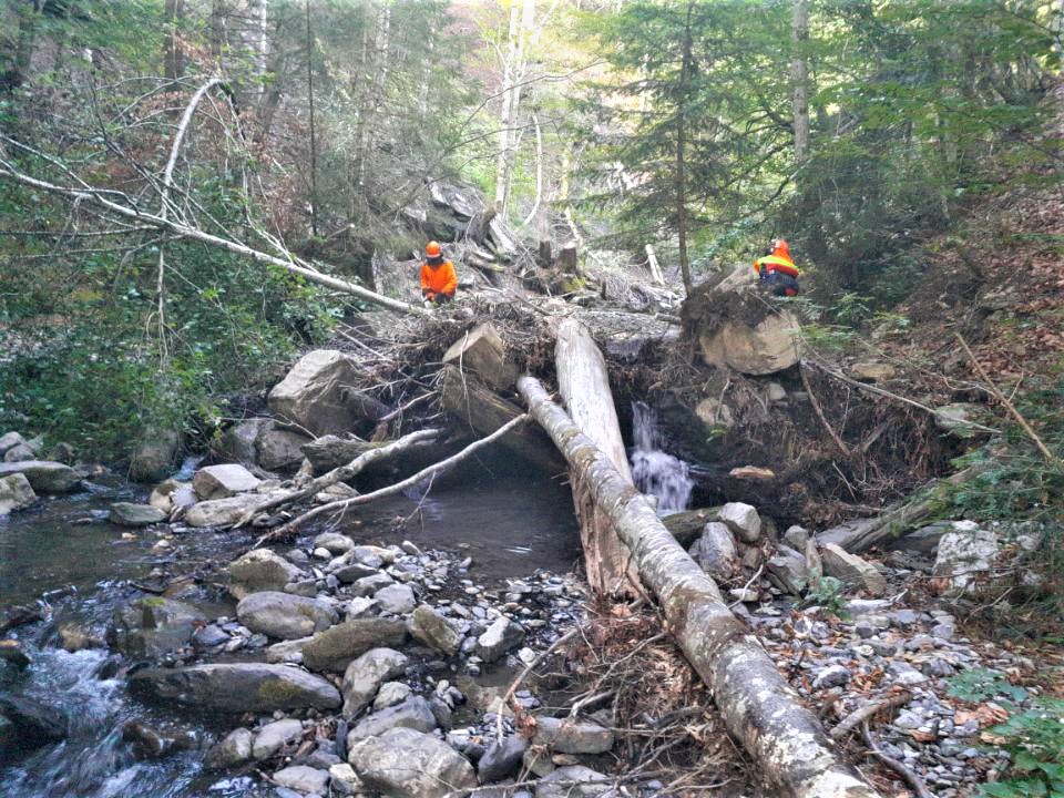 Les travaux de boisements en bordure de rivière se poursuivent dans le Beaufortain et le Val d’Arly