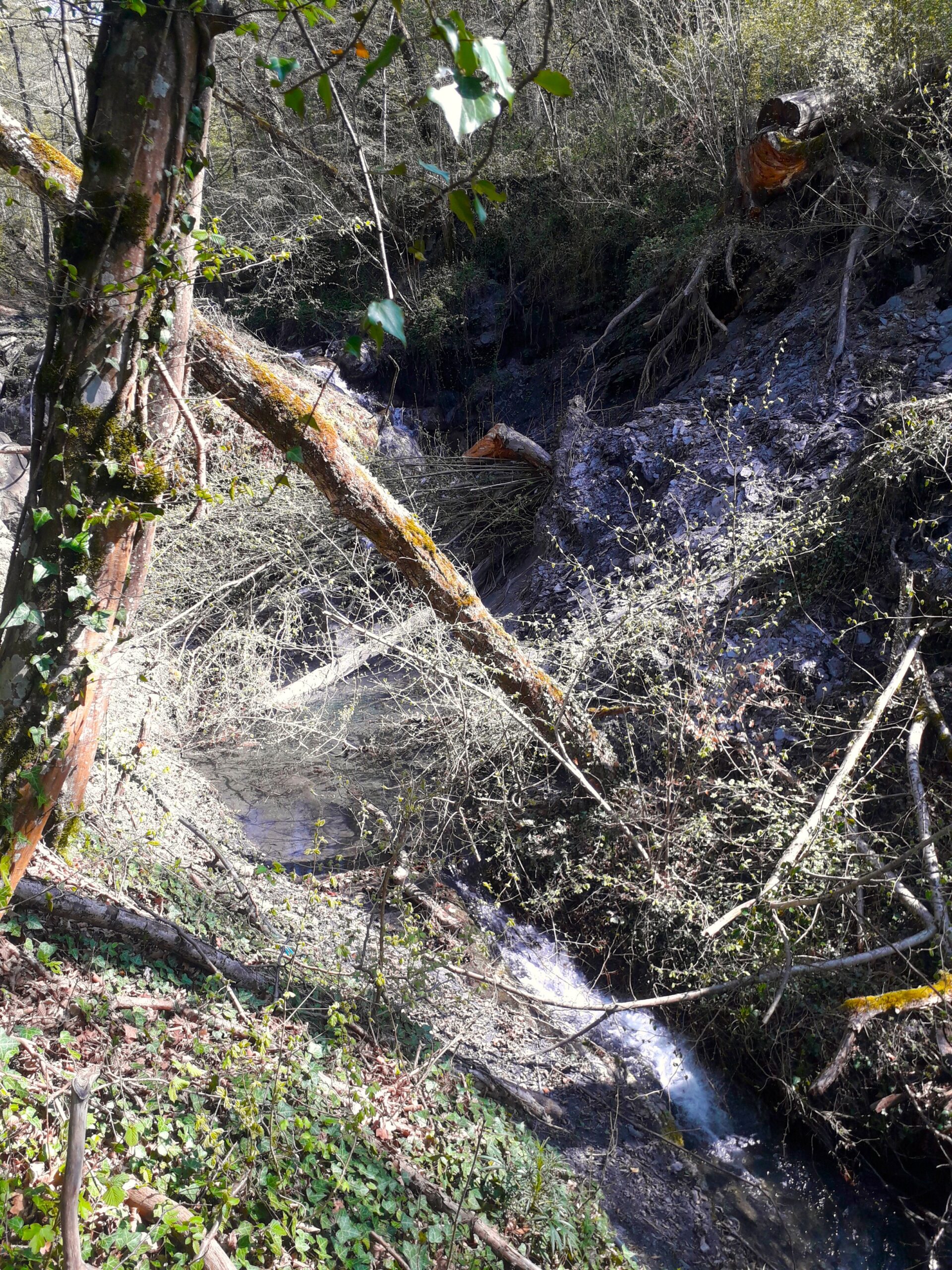 Des travaux d’entretien des cours d’eau programmés sur l’ensemble du bassin versant Arly – Été 2025